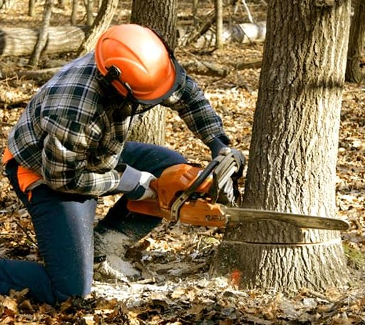 Tree Removal in Coolin, ID